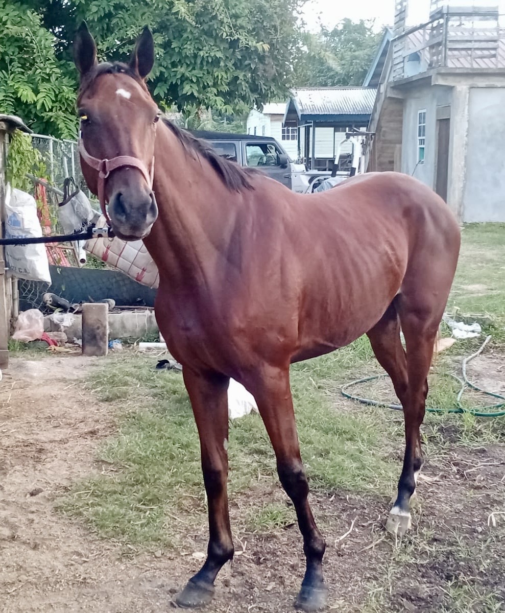 https://horseracingbelize.com/Revelation-Colt