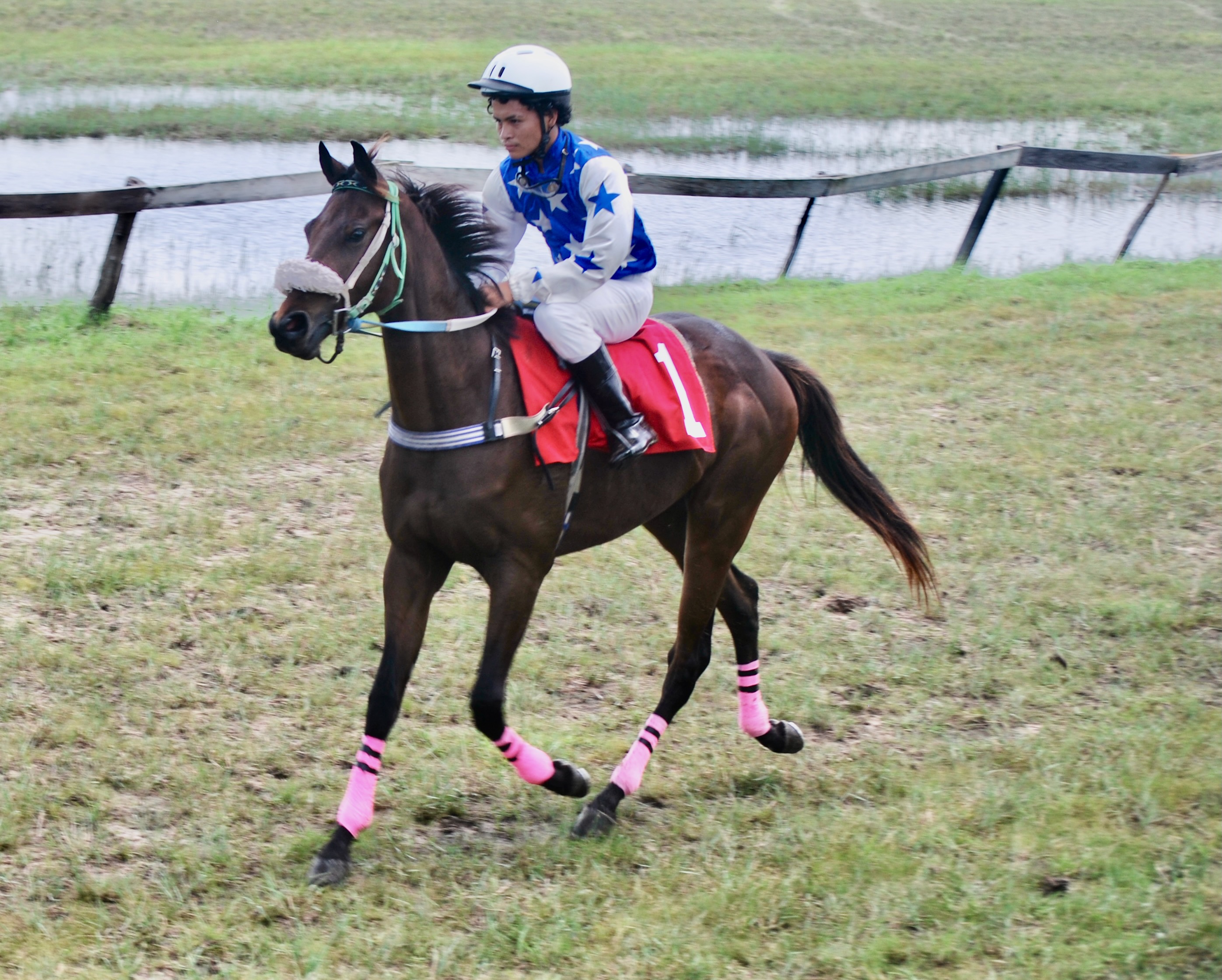 https://horseracingbelize.com/Brit's Fury