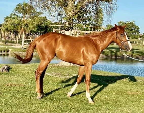 https://horseracingbelize.com/Boyka-Colt