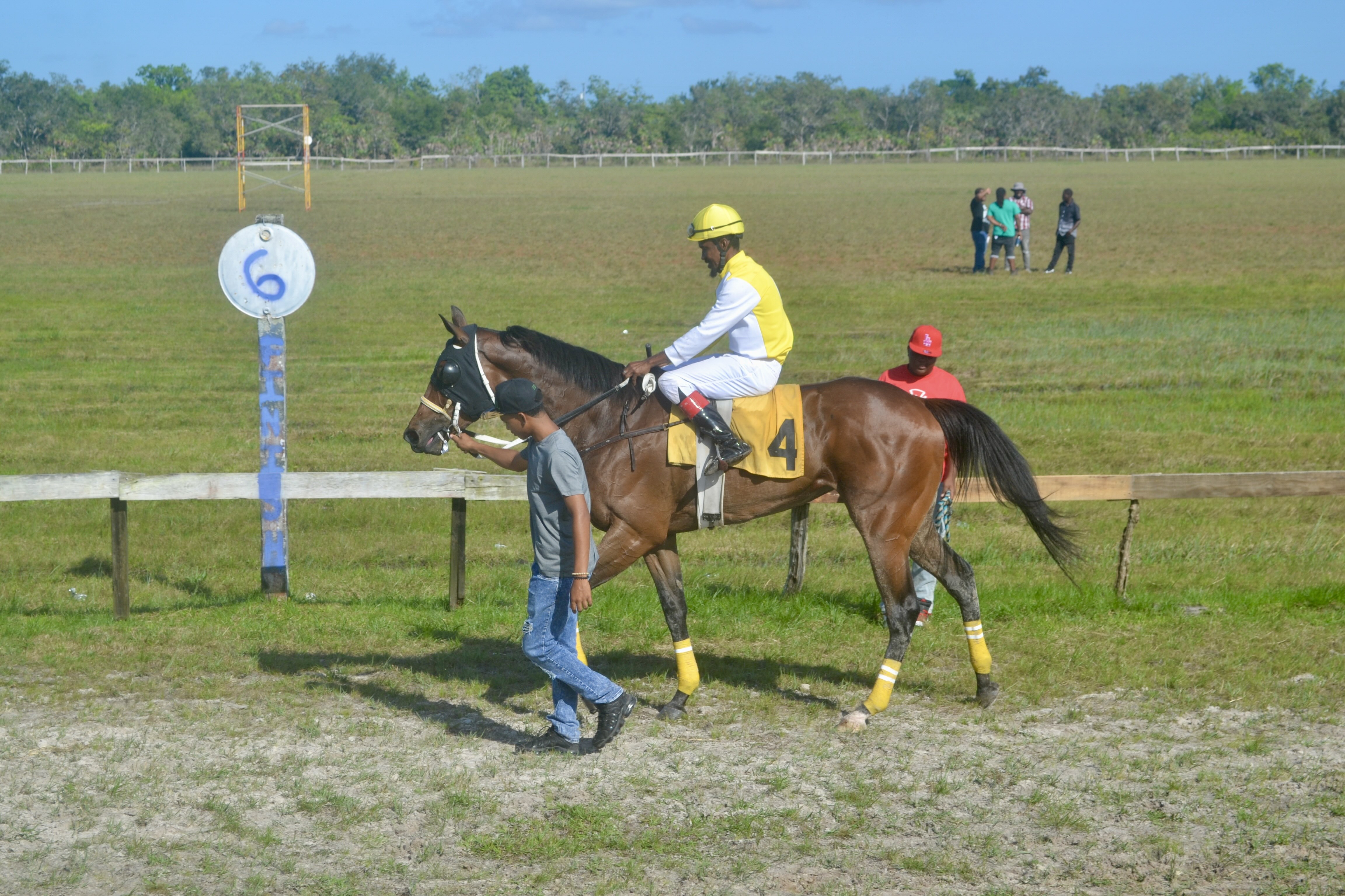 https://horseracingbelize.com/Java Gold