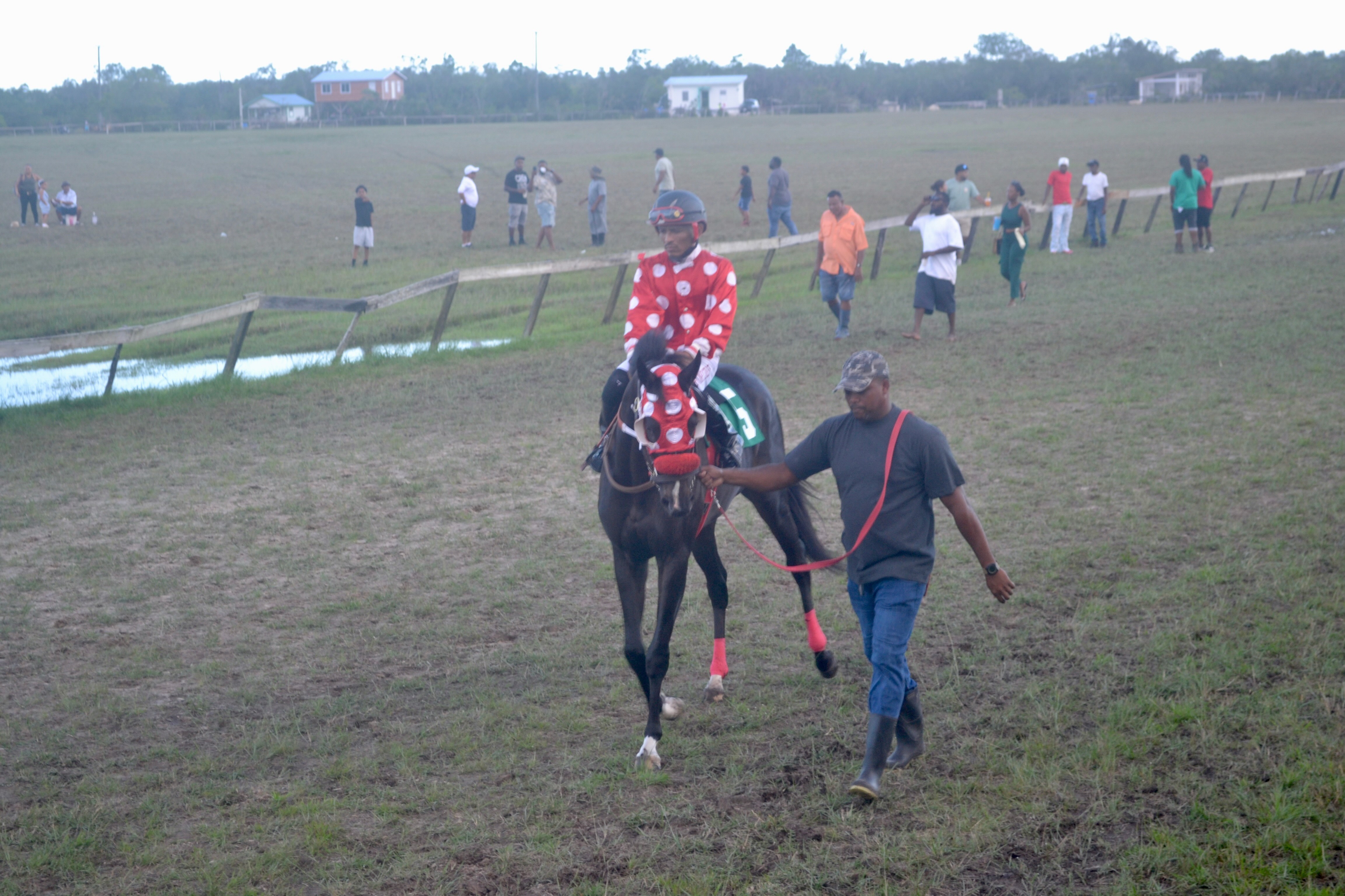 https://horseracingbelize.com/Tiznow's Justice