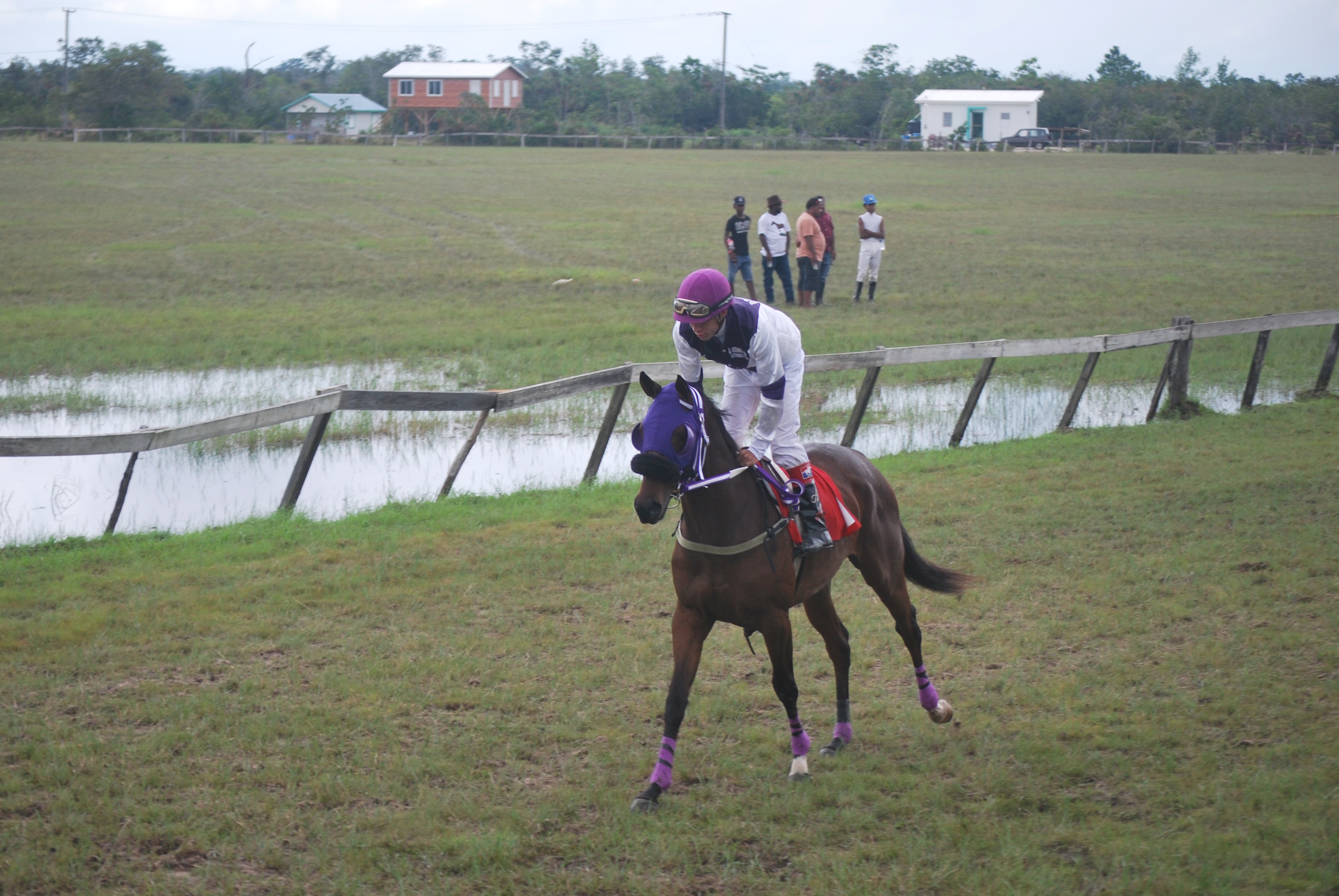 https://horseracingbelize.com/Audrey's Cush