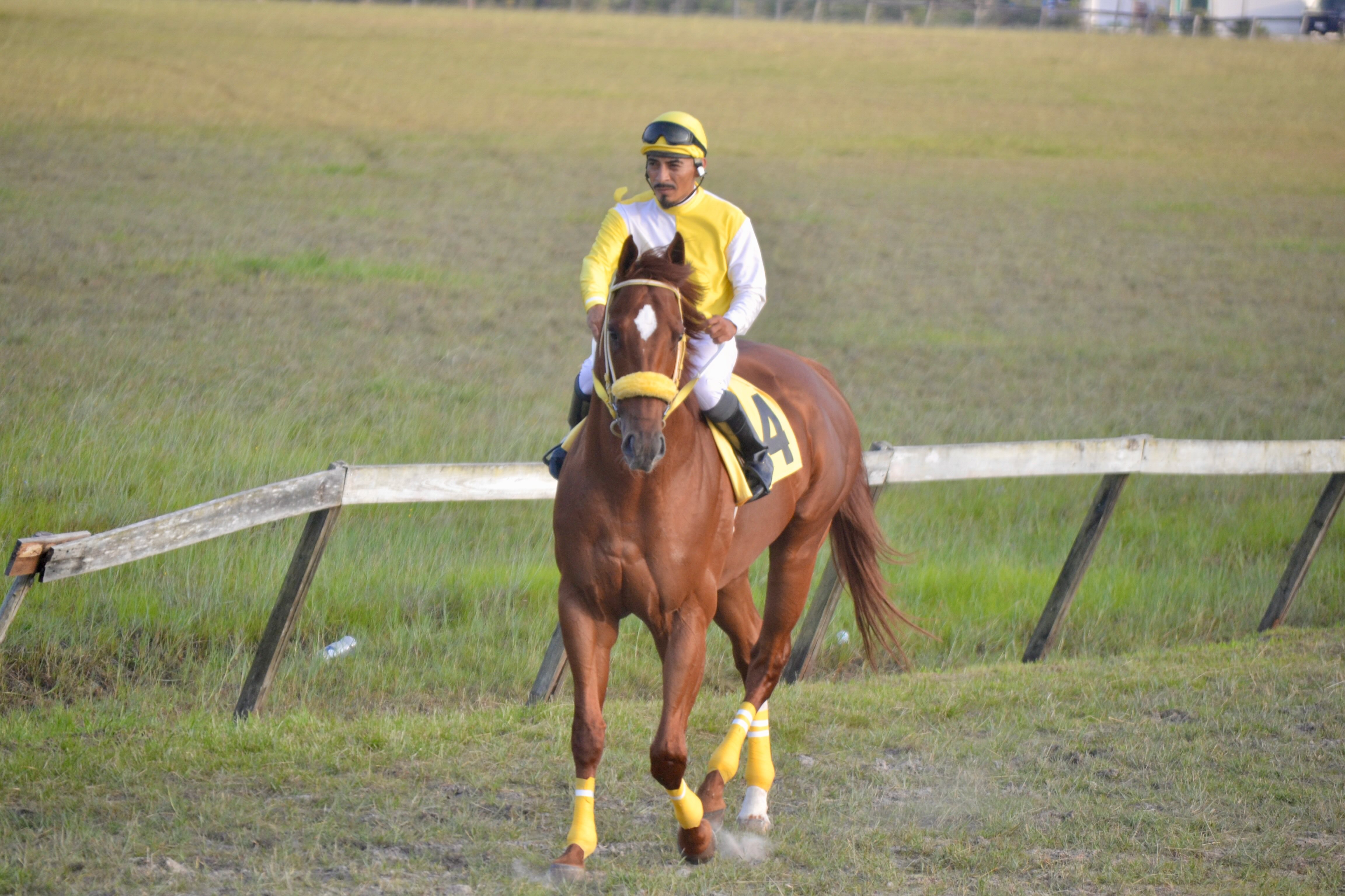 https://horseracingbelize.com/Aventus
