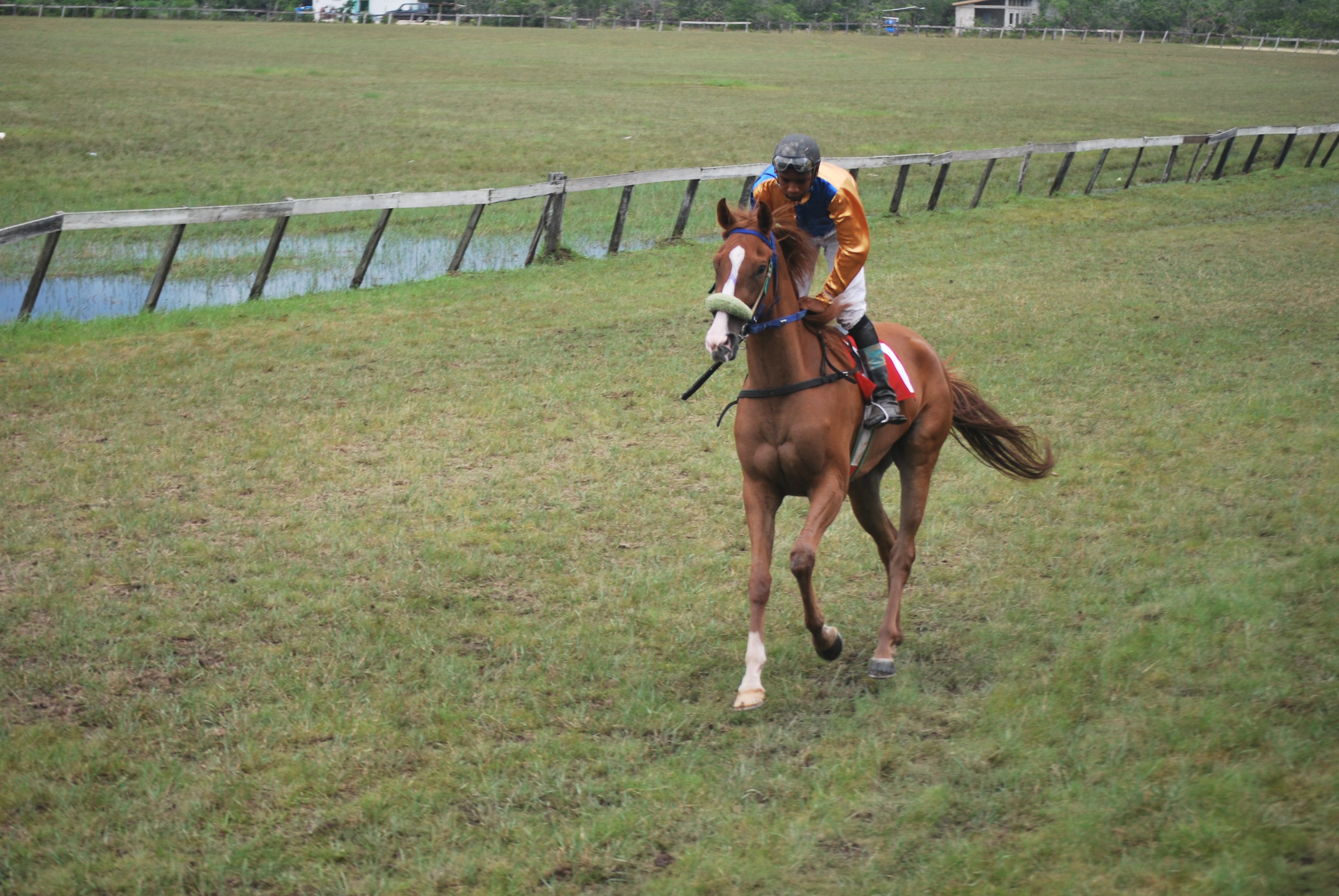 https://horseracingbelize.com/Karol G
