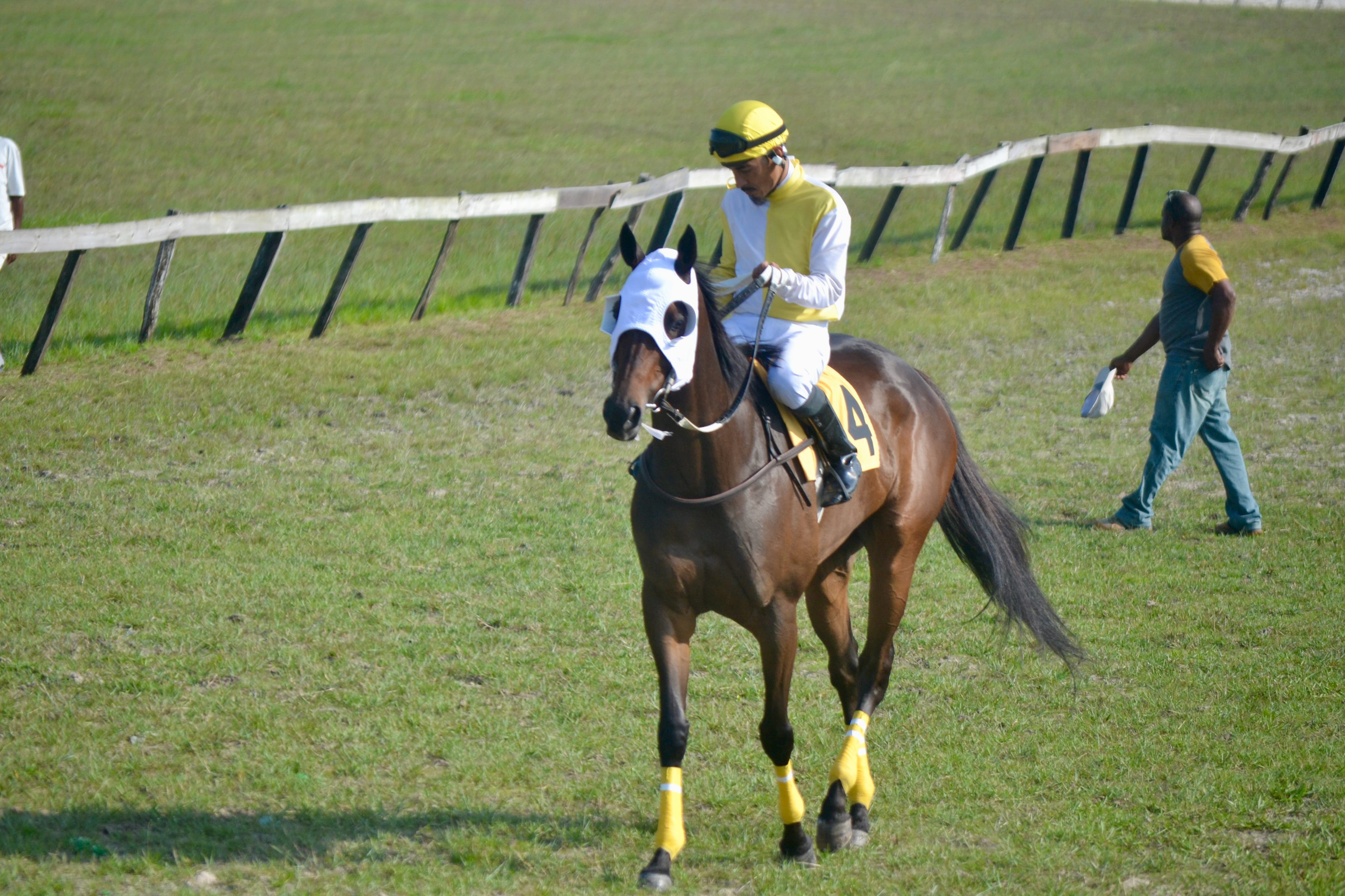 https://horseracingbelize.com/Ms. The Law