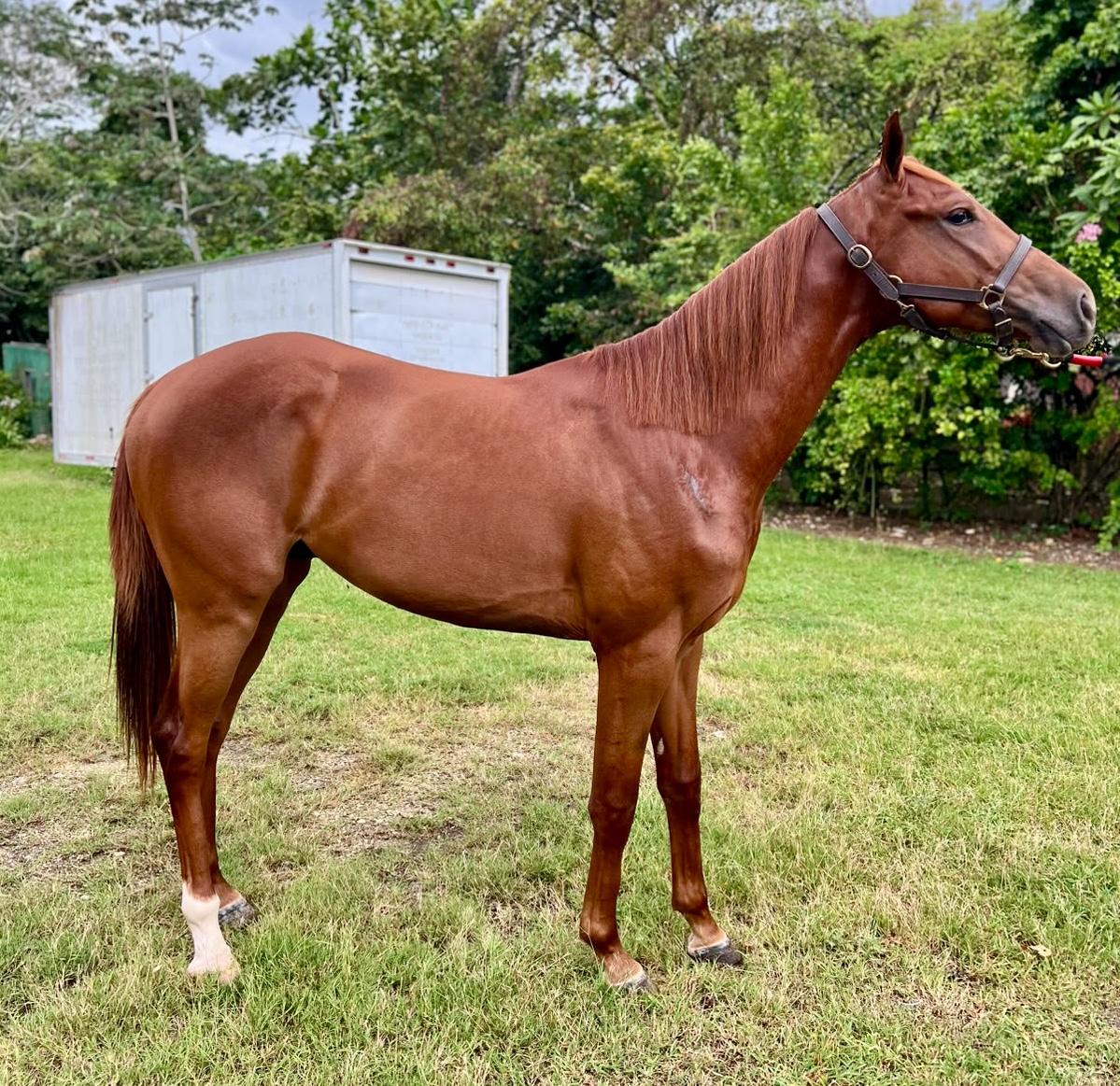 https://horseracingbelize.com/Point Given-Upgrade Colt