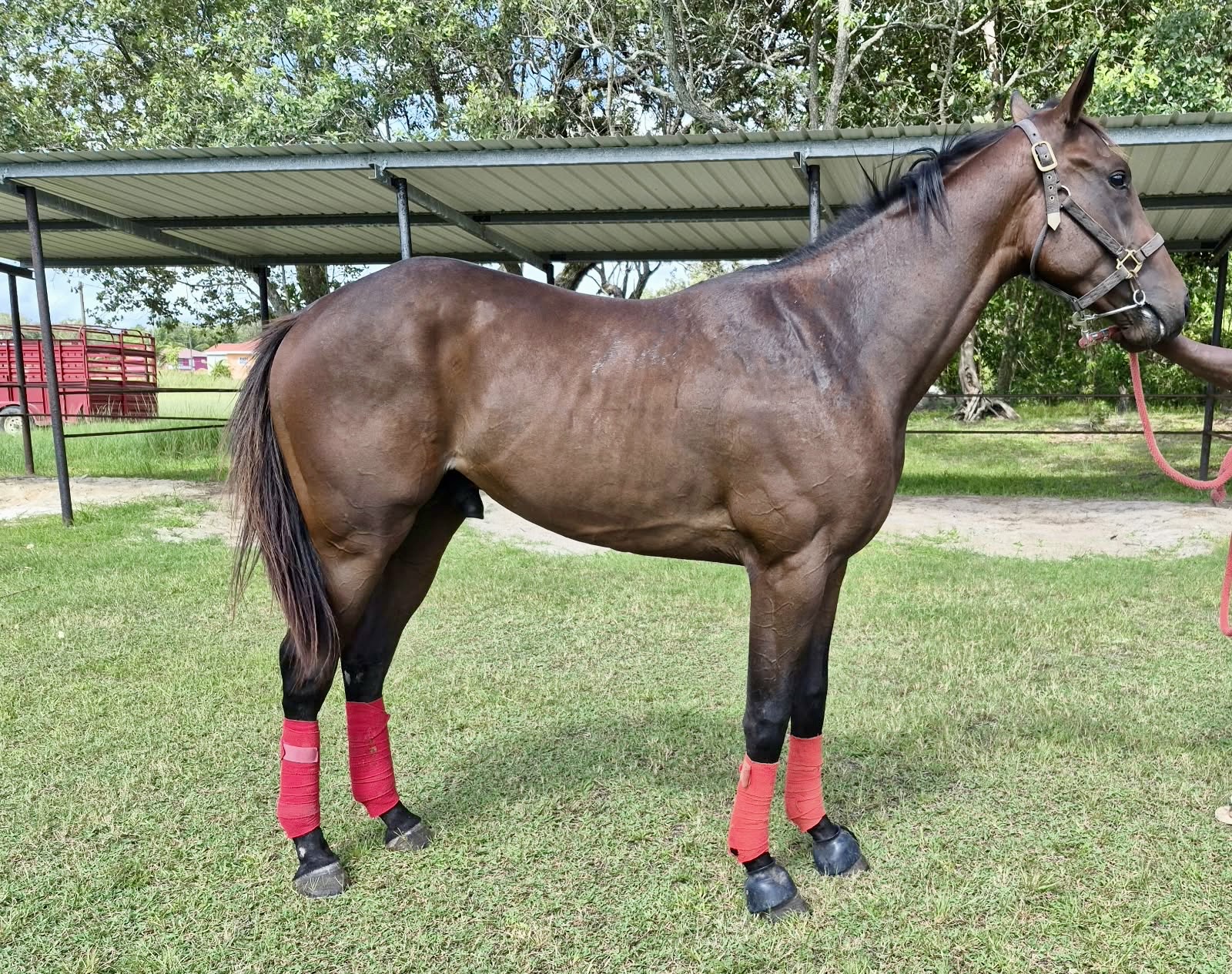 https://horseracingbelize.com/Buzz-Thoroughbred Colt