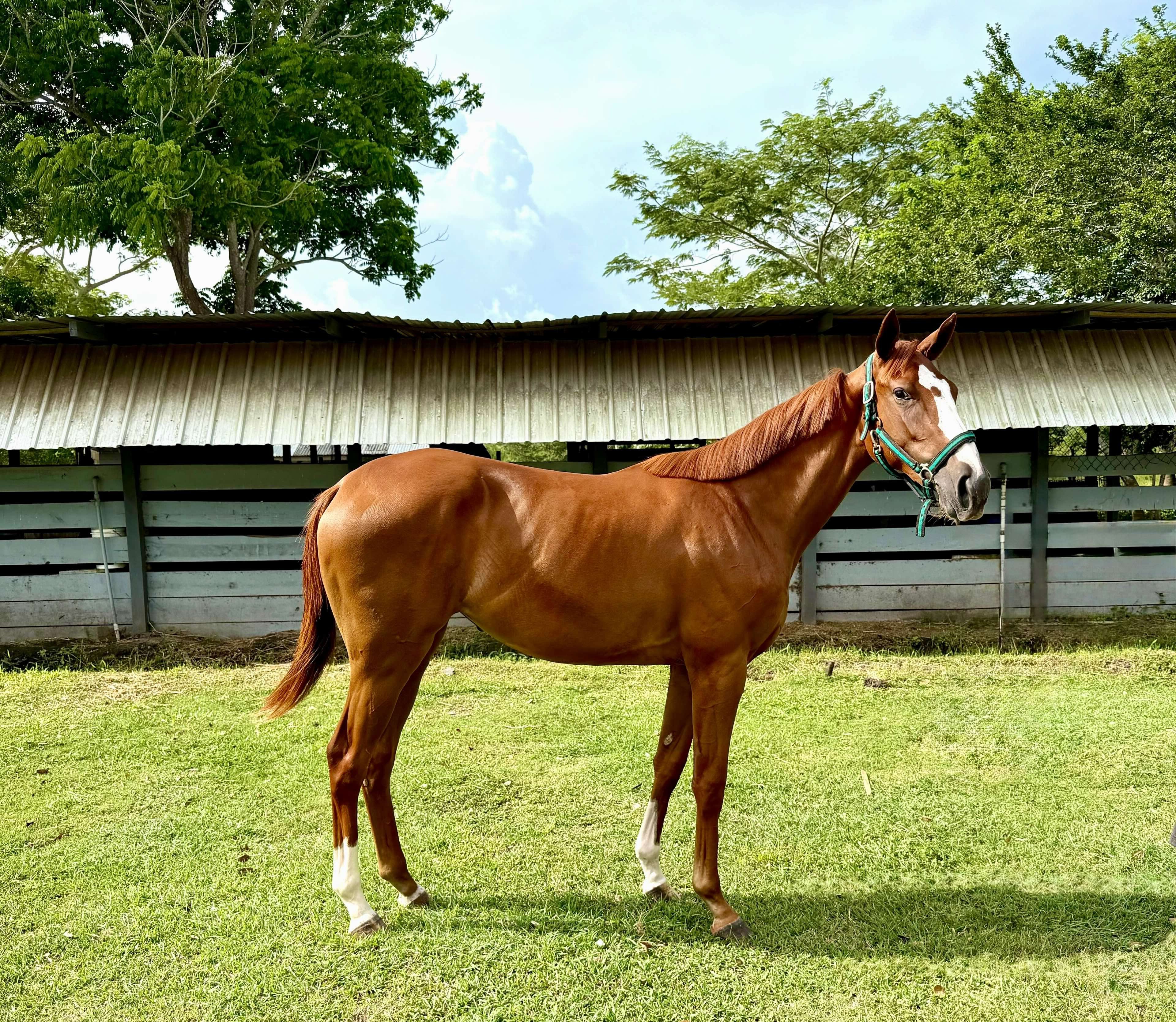 https://horseracingbelize.com/Adaline's Gem-Thoroughbred Filly