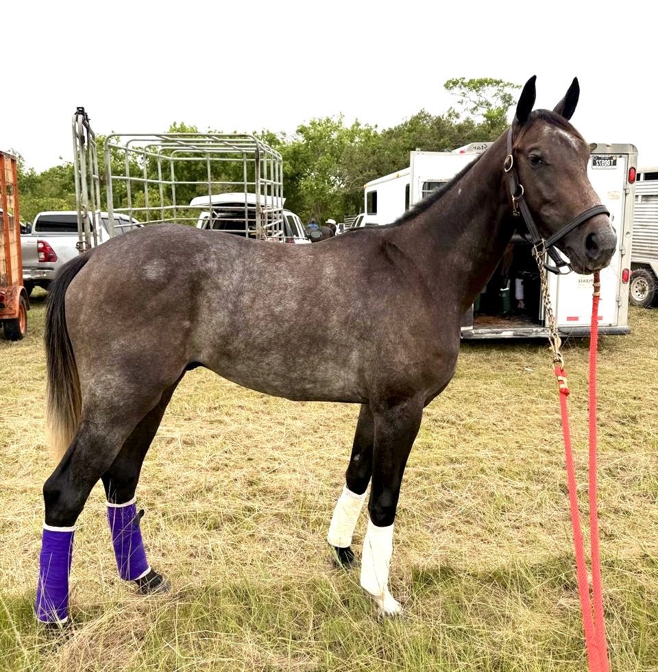https://horseracingbelize.com/Burlikan-Thoroughbred Colt