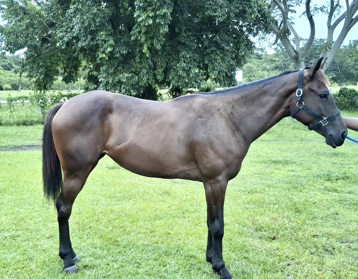 https://horseracingbelize.com/Crypto K- Upgrade Filly