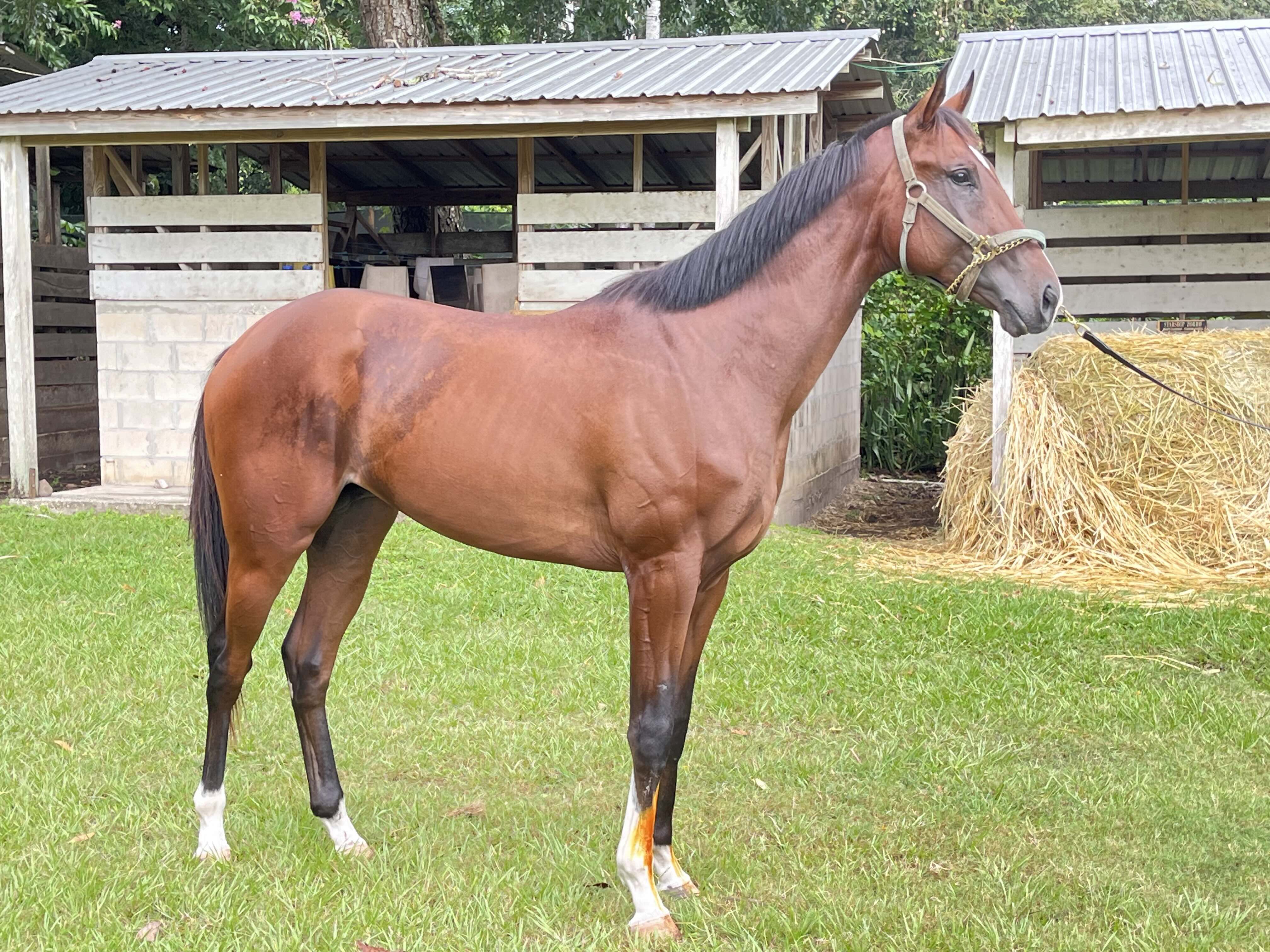 https://horseracingbelize.com/Dis Mischief-Thoroughbred Colt