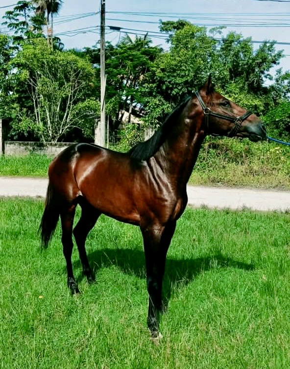 https://horseracingbelize.com/First Generation-Upgrade Colt