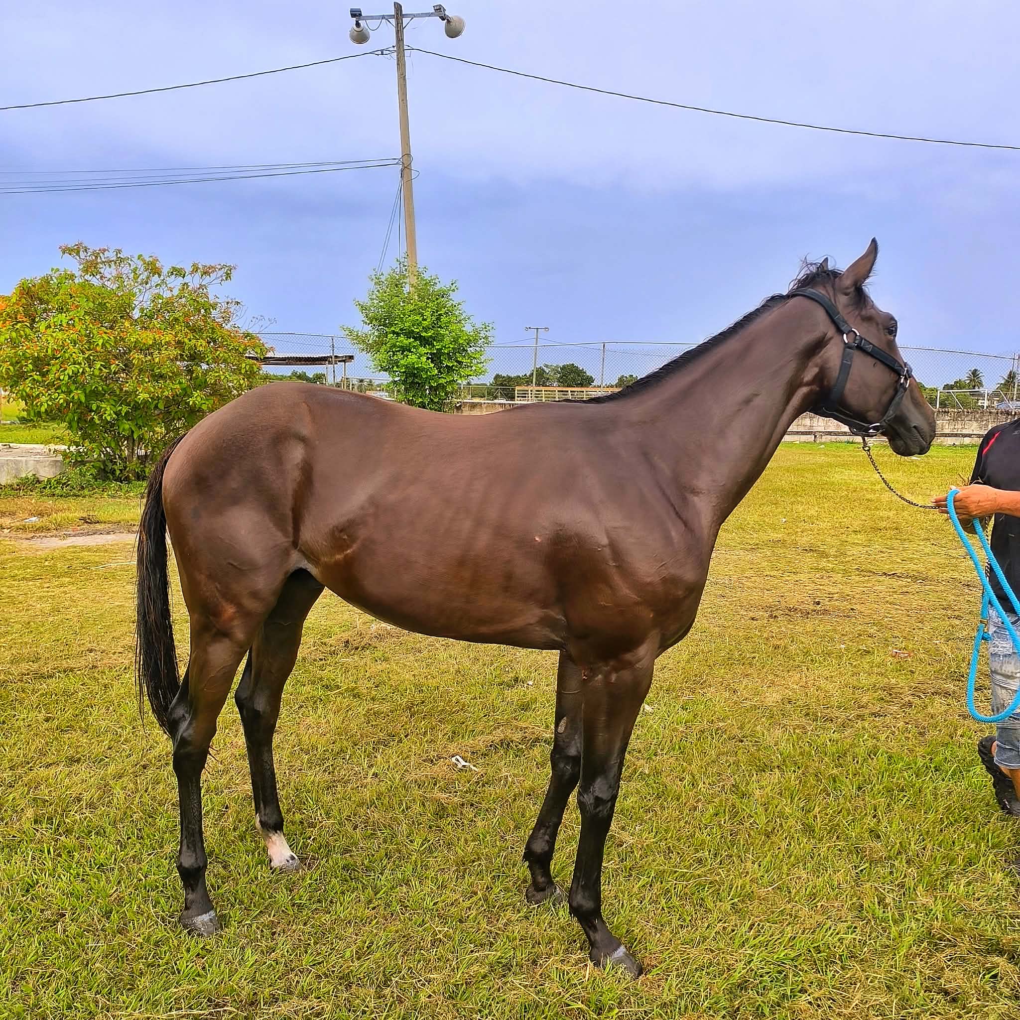 https://horseracingbelize.com/Flight 24 - Upgrade Colt