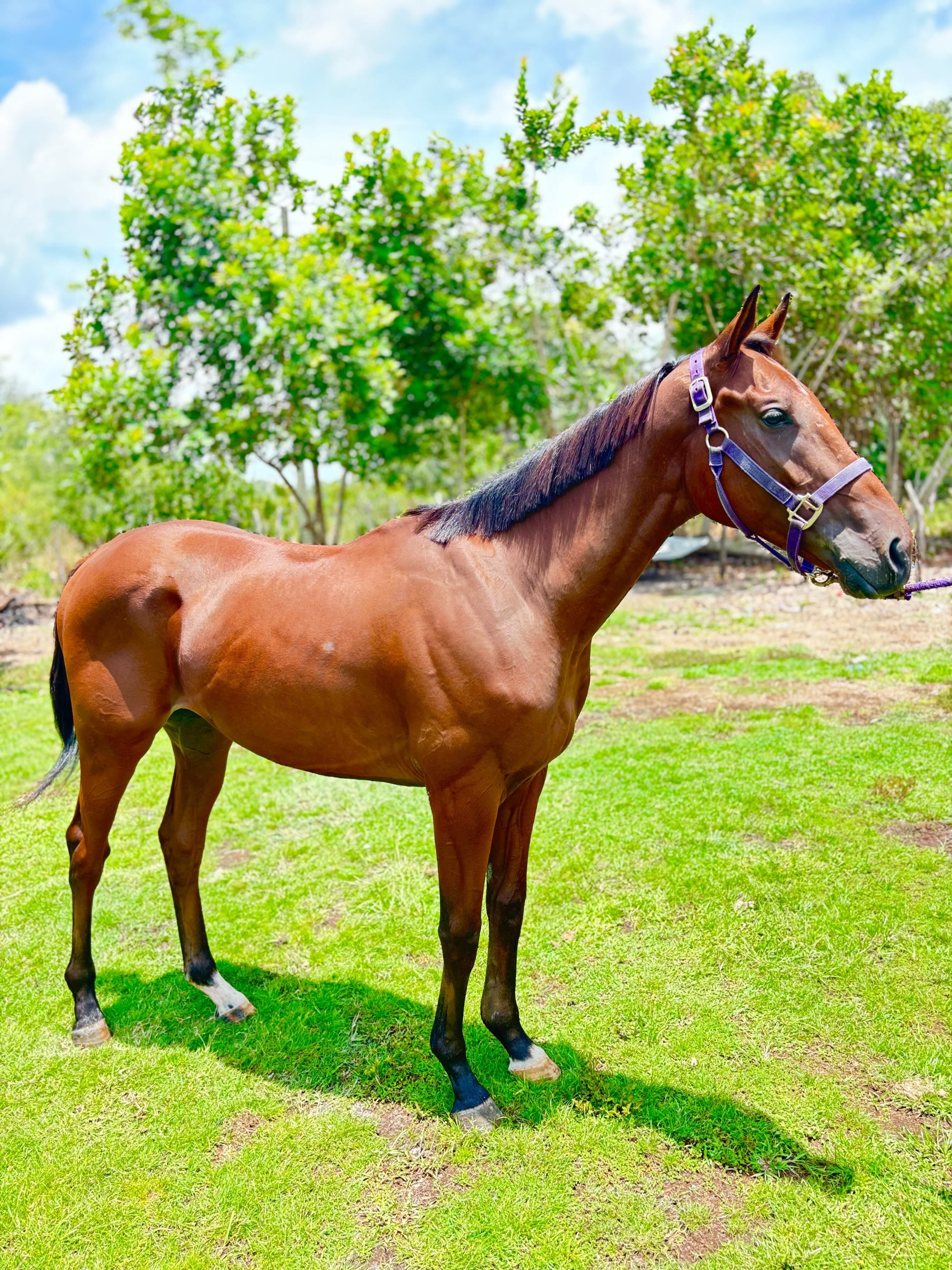 https://horseracingbelize.com/Golden City-Imported Thoroughbred Colt