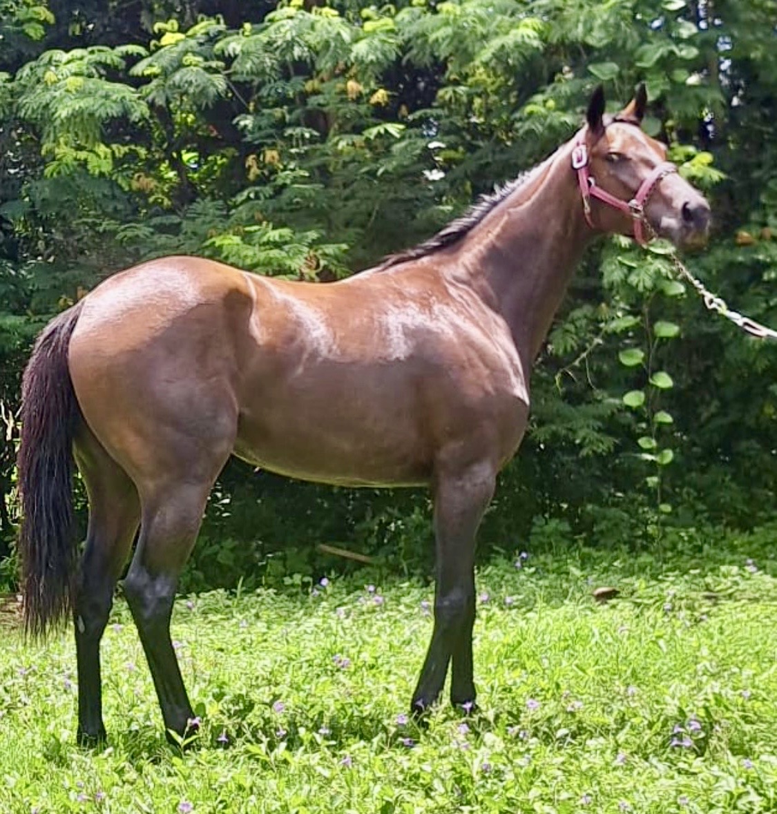 https://horseracingbelize.com/Sunday's Surprise-Imported Thoroughbred Filly