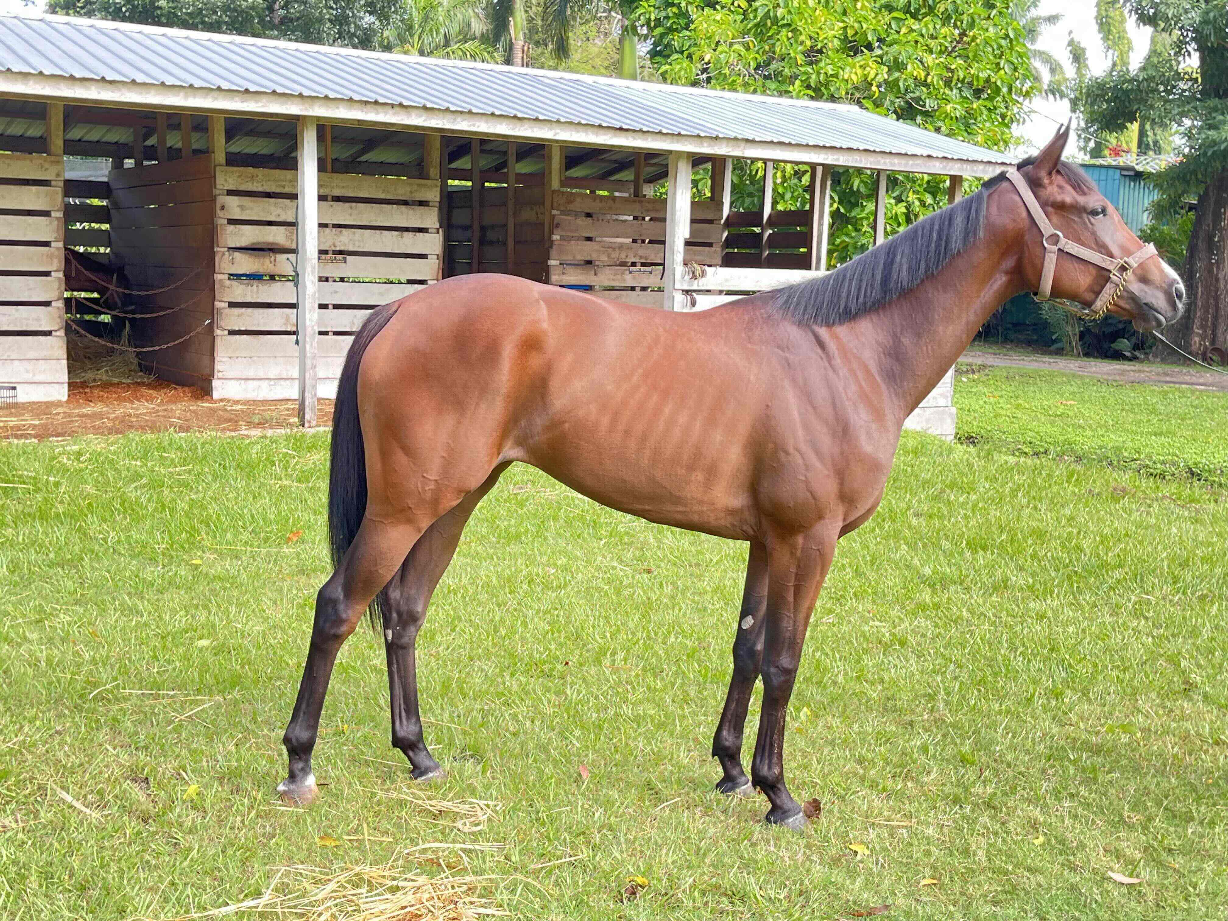 https://horseracingbelize.com/Kitten's Gift-Thoroughbred Filly