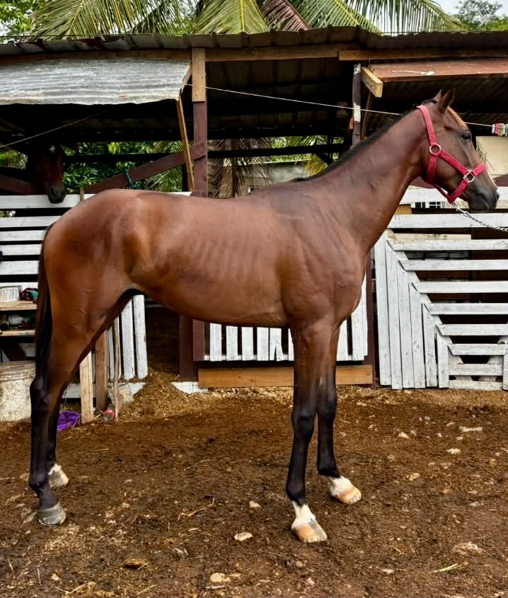 https://horseracingbelize.com/Commander-Upgrade Colt
