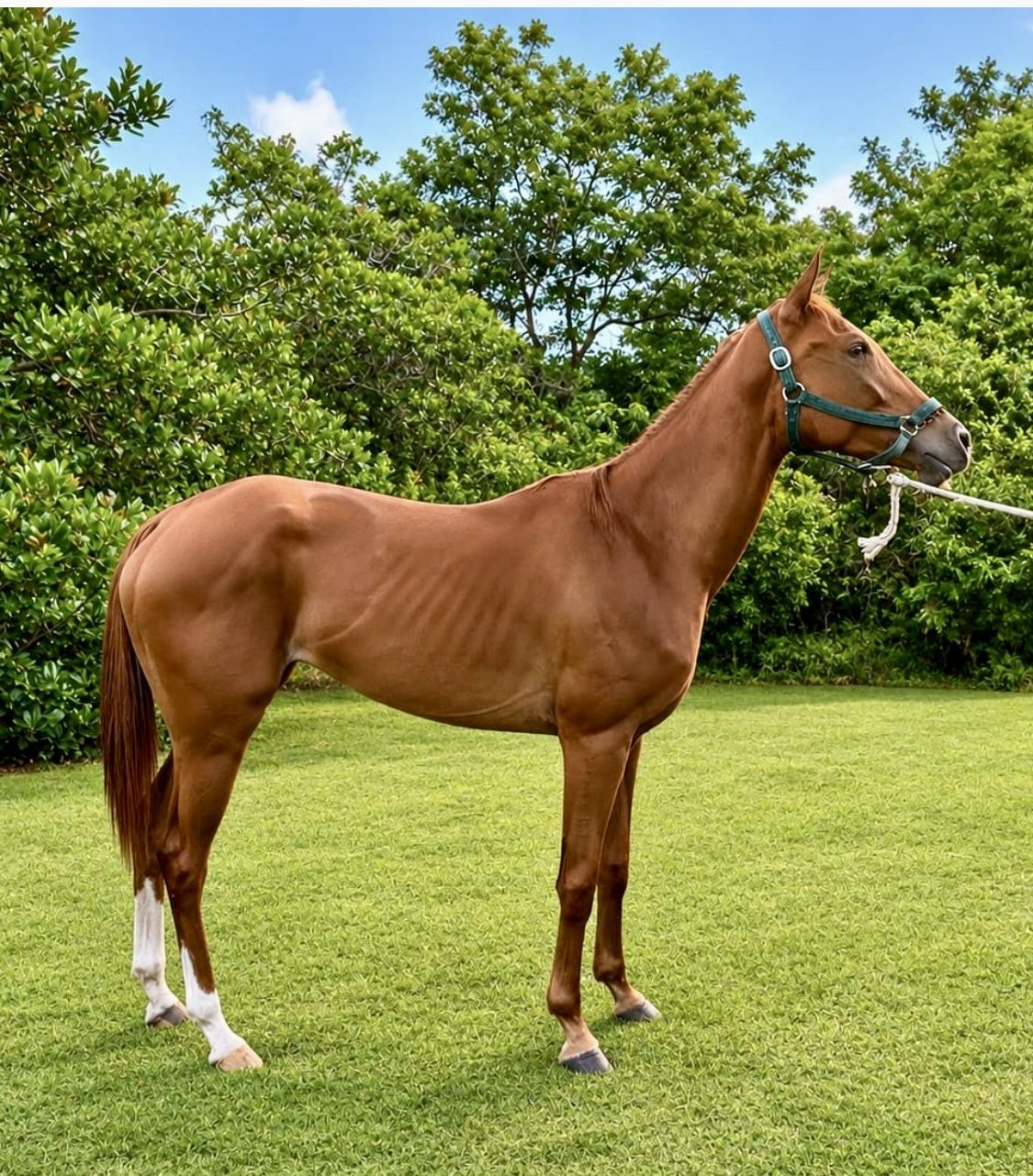 https://horseracingbelize.com/Miss Romance - Thoroughbred Filly