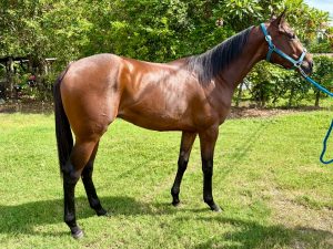 https://horseracingbelize.com/Mission Ready-Imported Thoroughbred Colt