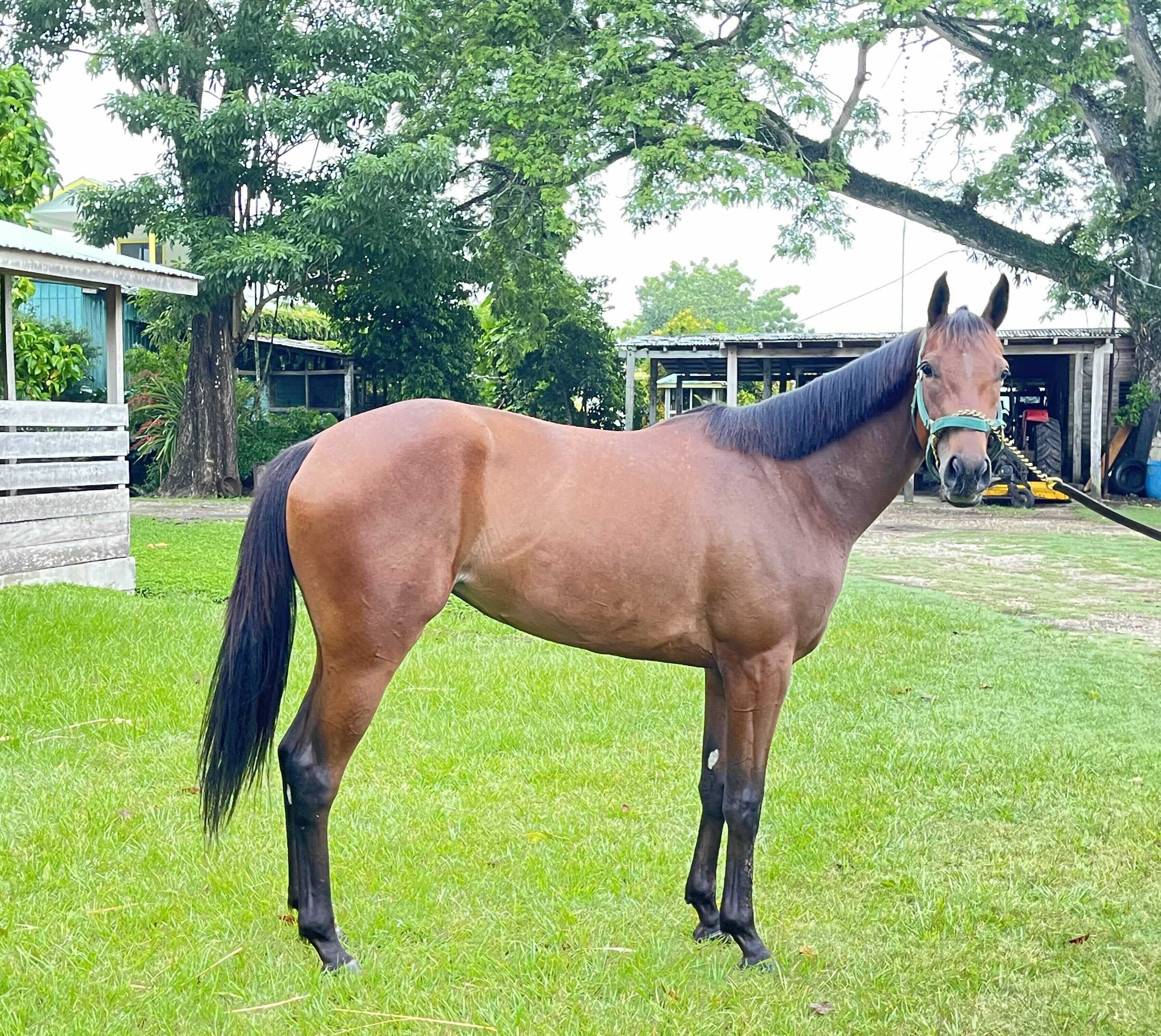 https://horseracingbelize.com/Niebla's Belief-Thoroughbred Filly