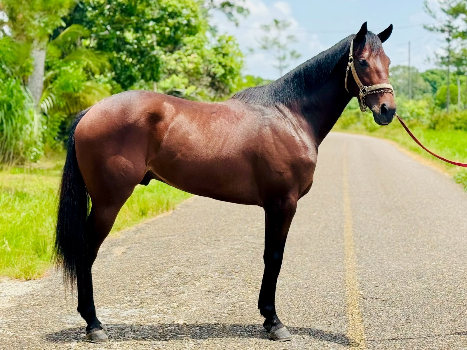 https://horseracingbelize.com/Problem Child-Thoroughbred Colt