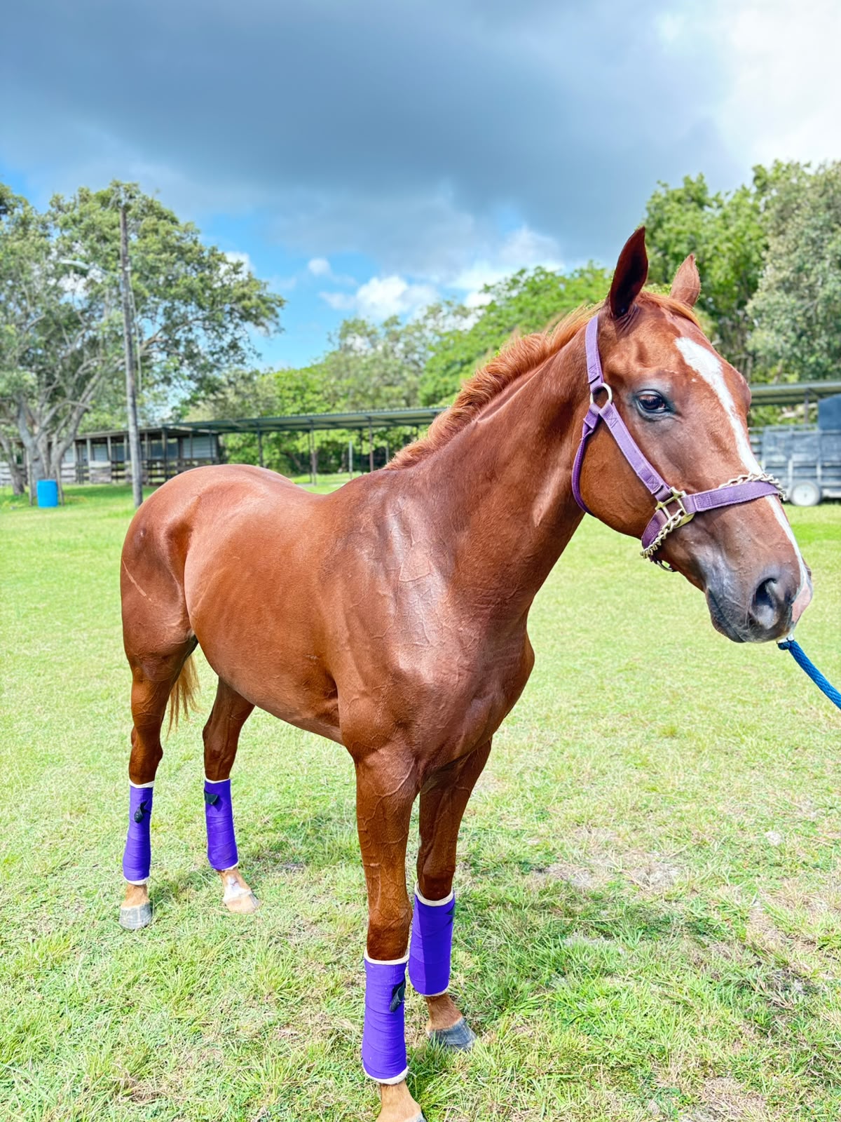 https://horseracingbelize.com/Rayon Beach-Imported Thoroughbred Colt
