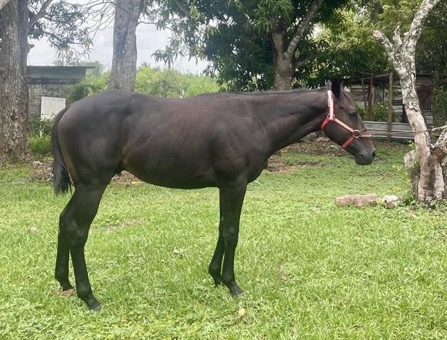 https://horseracingbelize.com/Rude Boy-Upgrade Colt