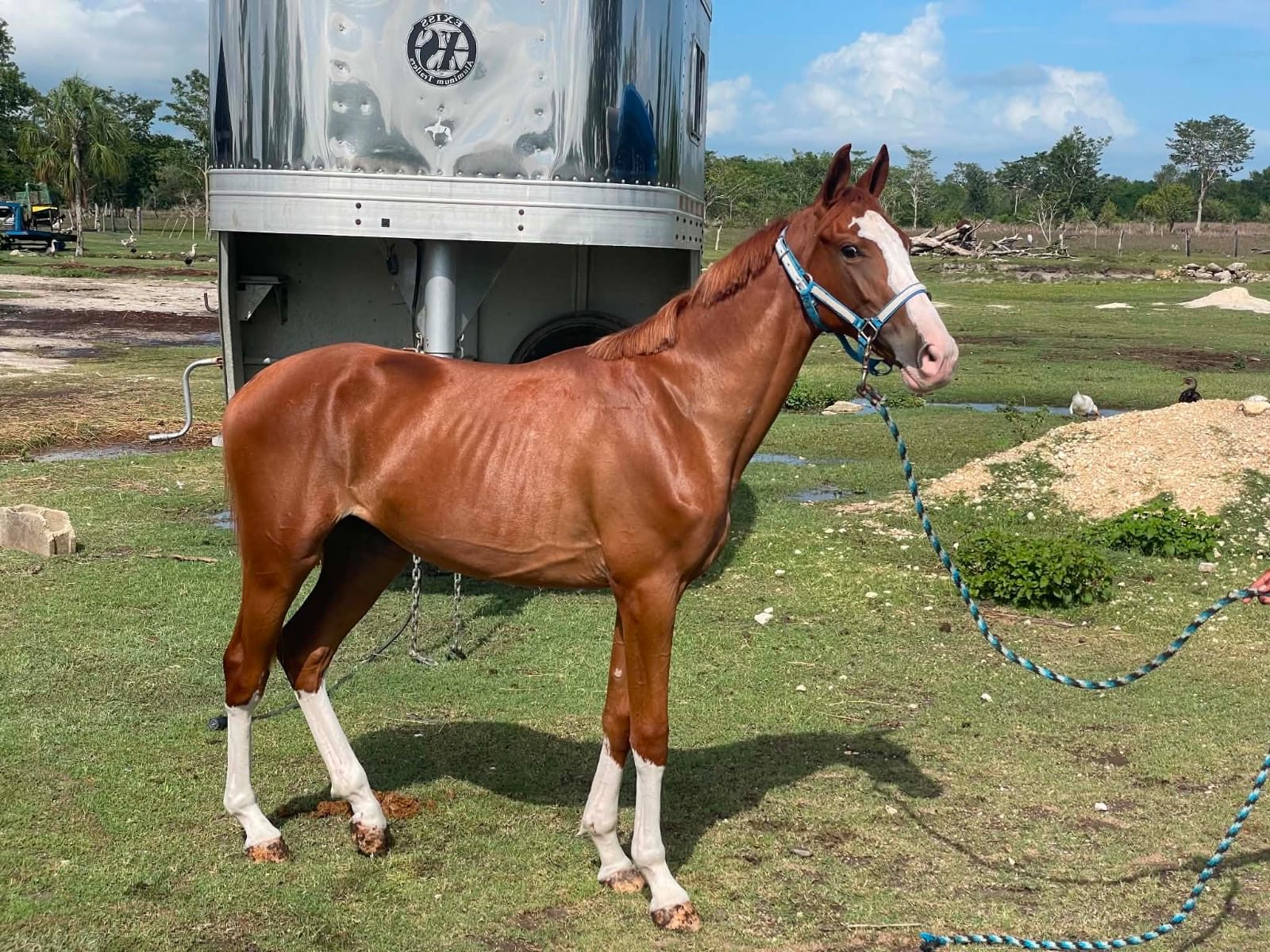 https://horseracingbelize.com/Chromie-Upgrade Colt
