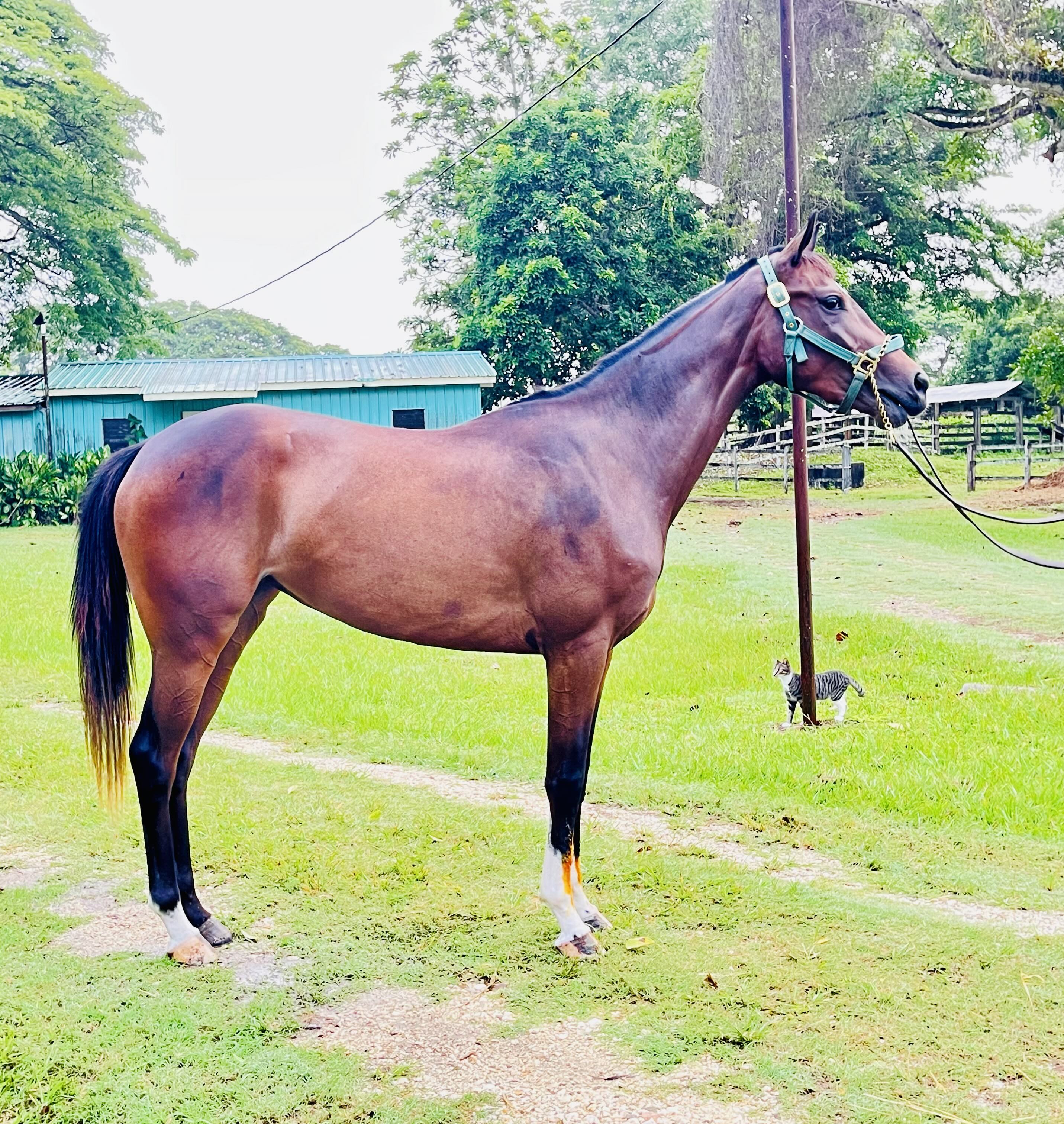 https://horseracingbelize.com/She's A Pixie-Thoroughbred Filly