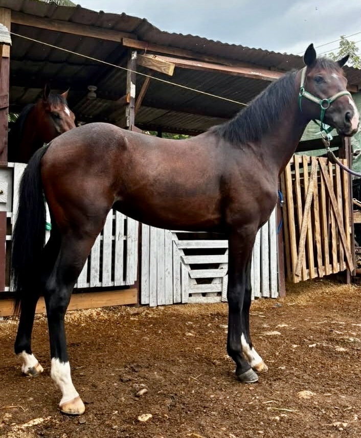 https://horseracingbelize.com/Little Mob-Upgrade Colt