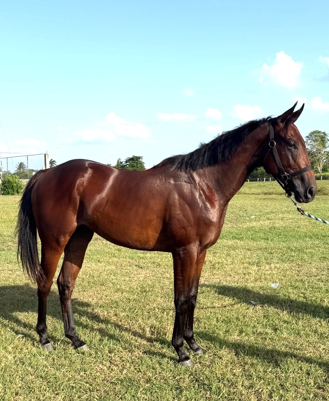 https://horseracingbelize.com/Uncle P-Imported Thoroughbred Colt