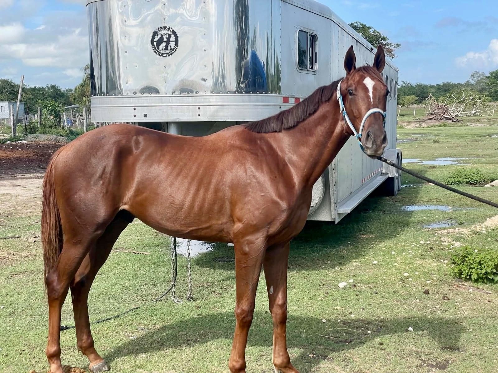 https://horseracingbelize.com/Secret Indulgence-Imported Thoroughbred Colt