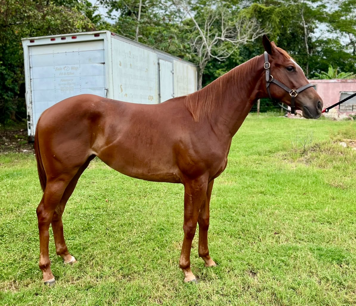 https://horseracingbelize.com/Stephany's Blue-Upgrade Filly