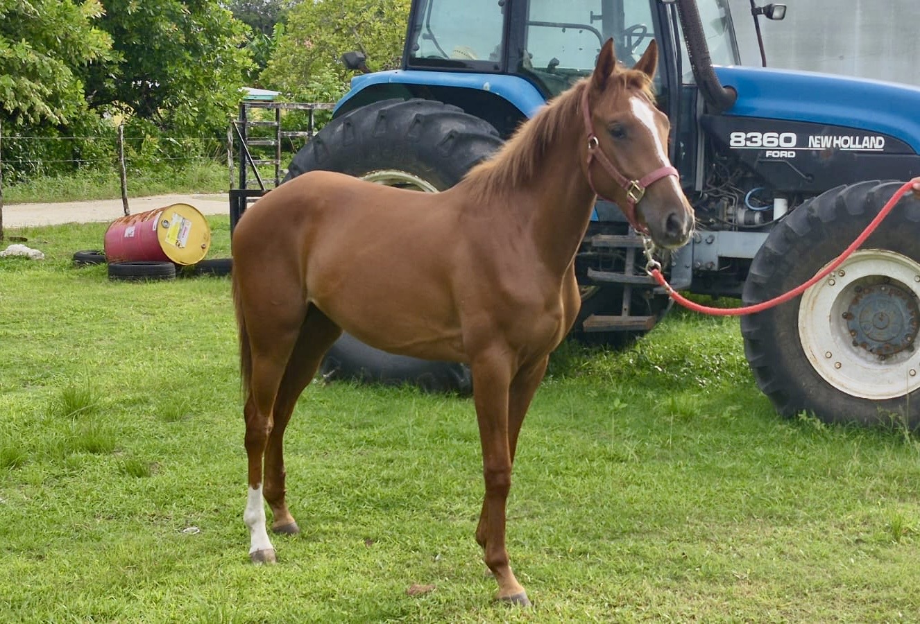 https://horseracingbelize.com/Lady Sharlett- Upgrade Filly