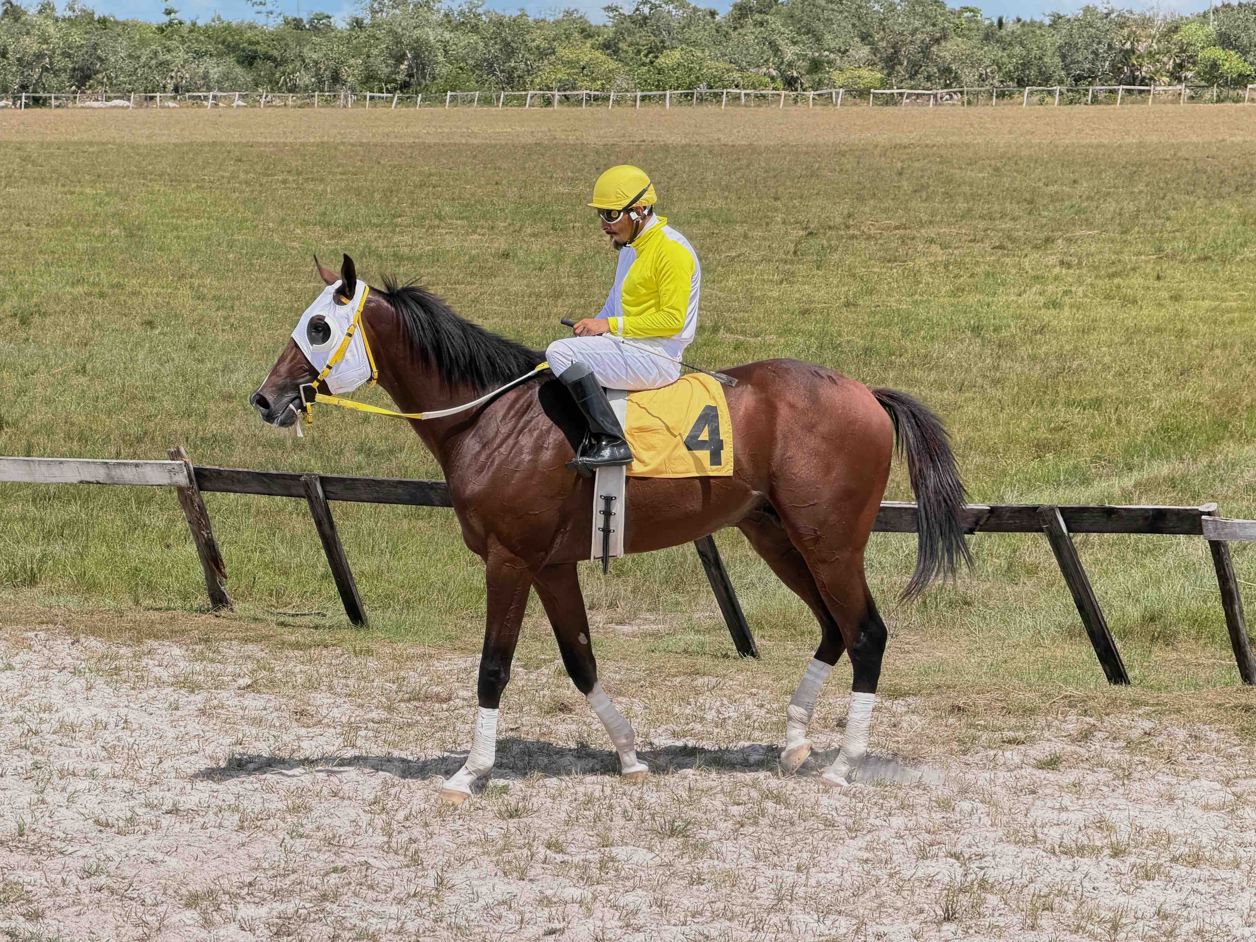 https://horseracingbelize.com/Dis Mischief